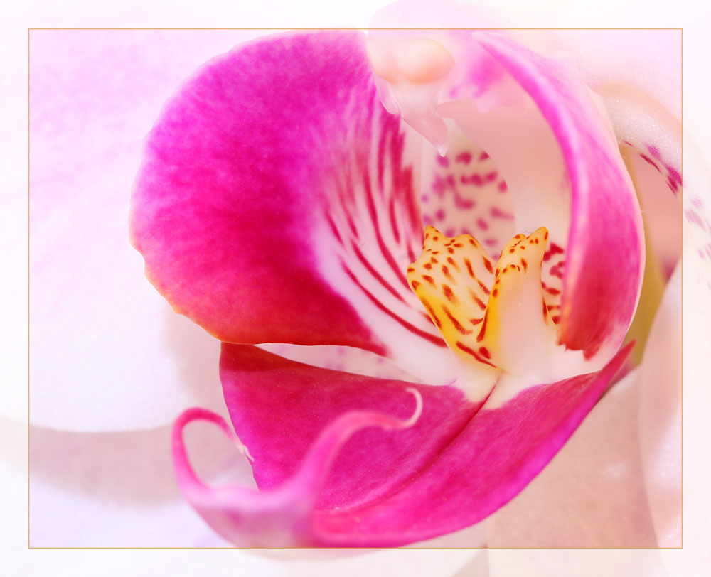 Orchidee