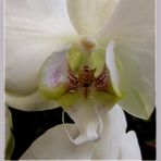 Orchidee ...