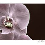 Orchidee...