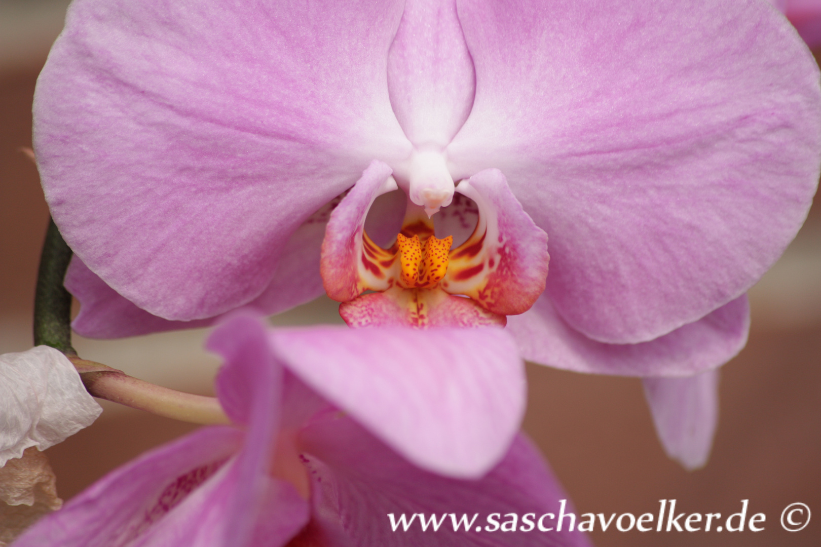 Orchidee