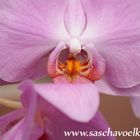 Orchidee