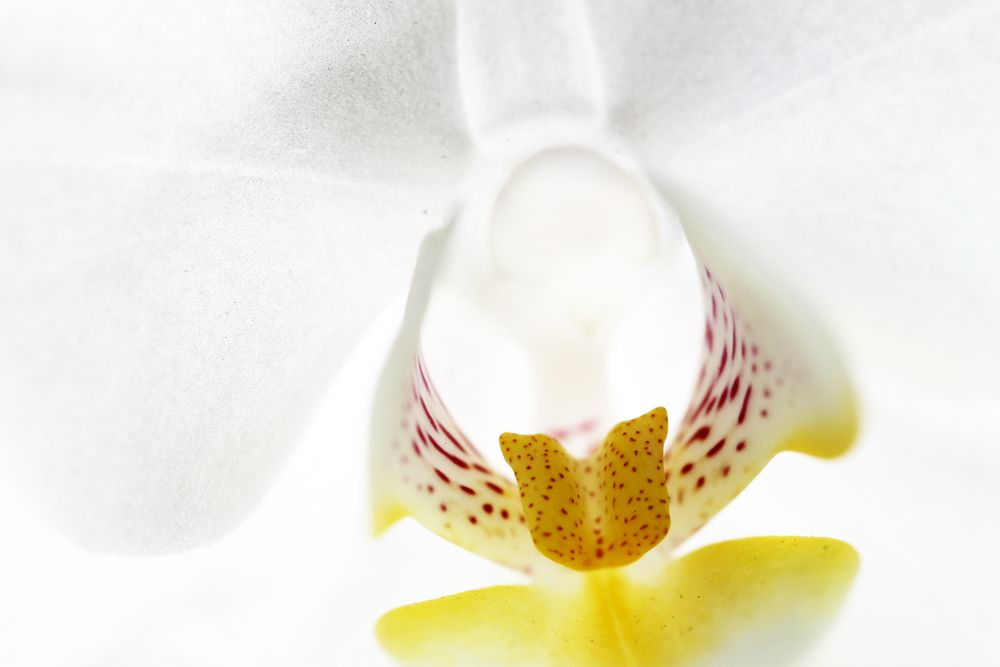 Orchidee by Michael Woodfield