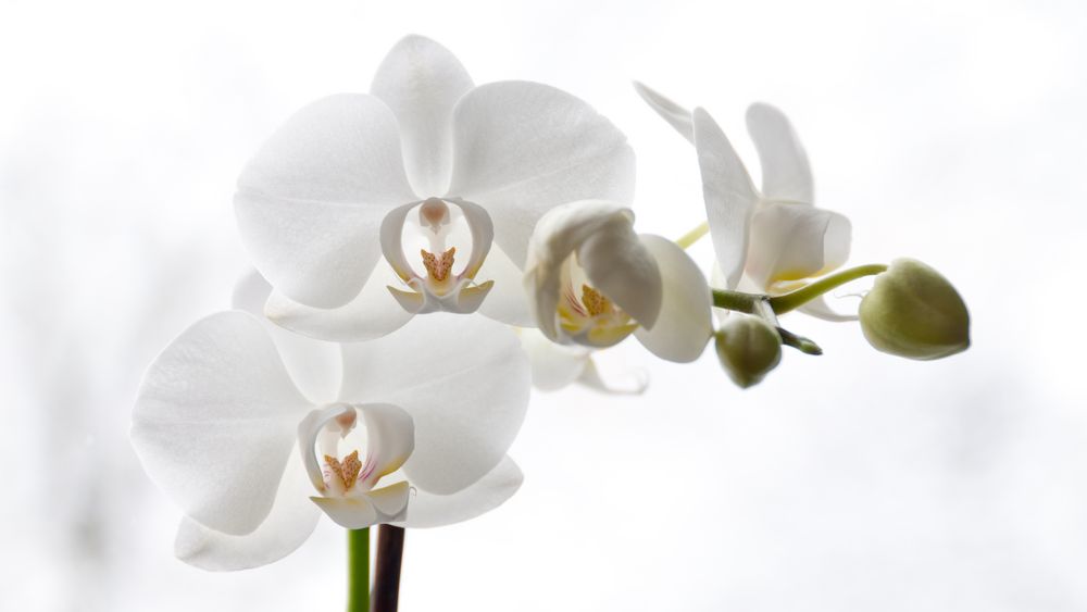 Orchidee von Randy M. 