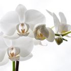 Orchidee