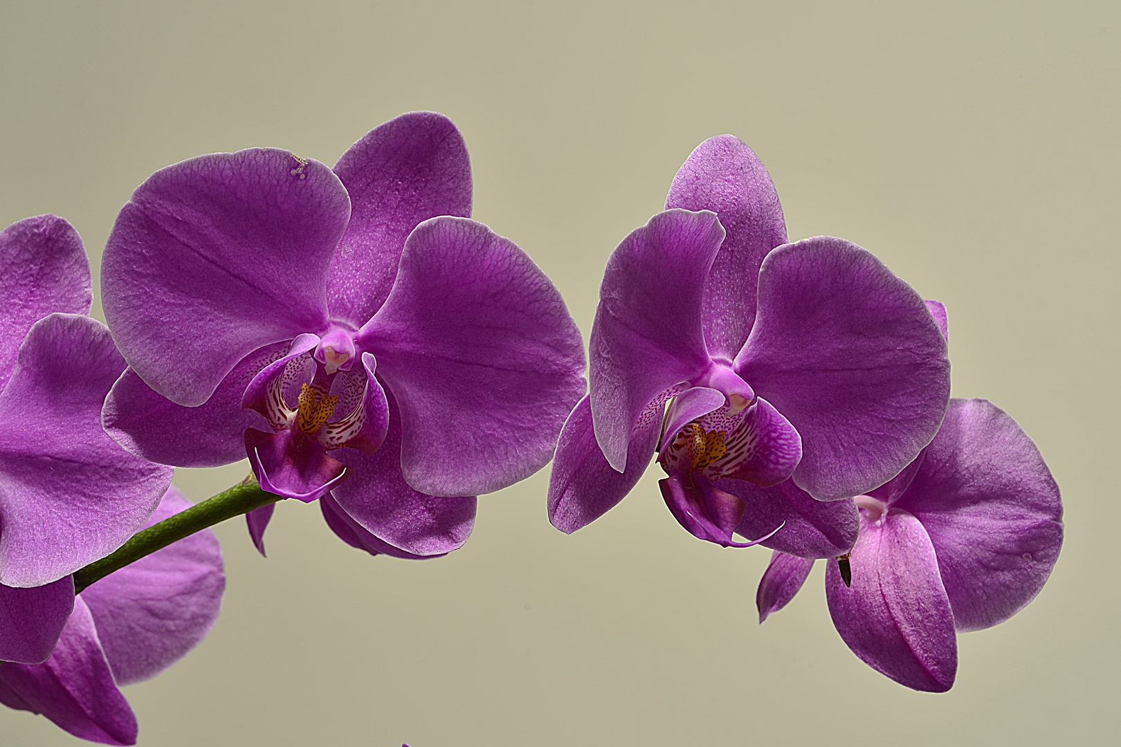 orchidee