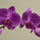 orchidee