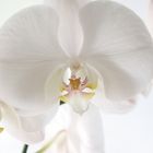 Orchidee