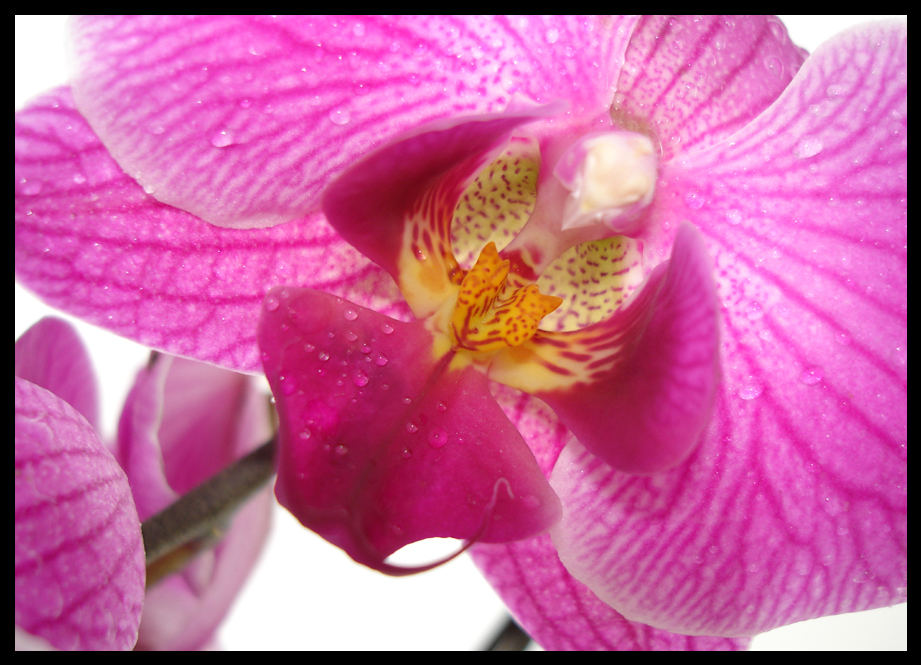 Orchidee