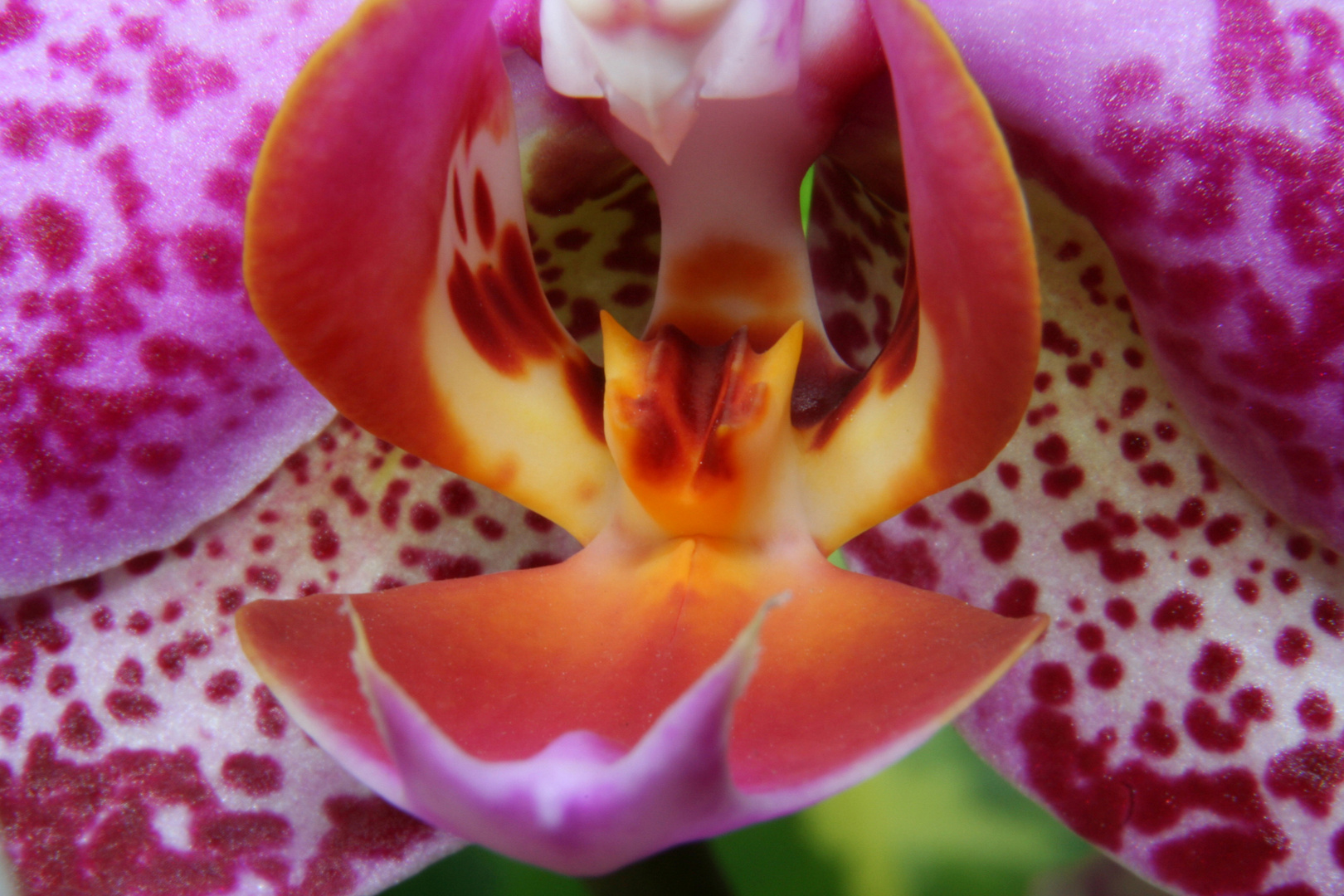 Orchidee