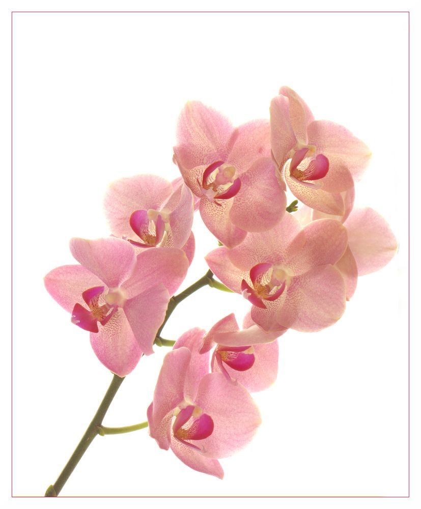 Orchidee