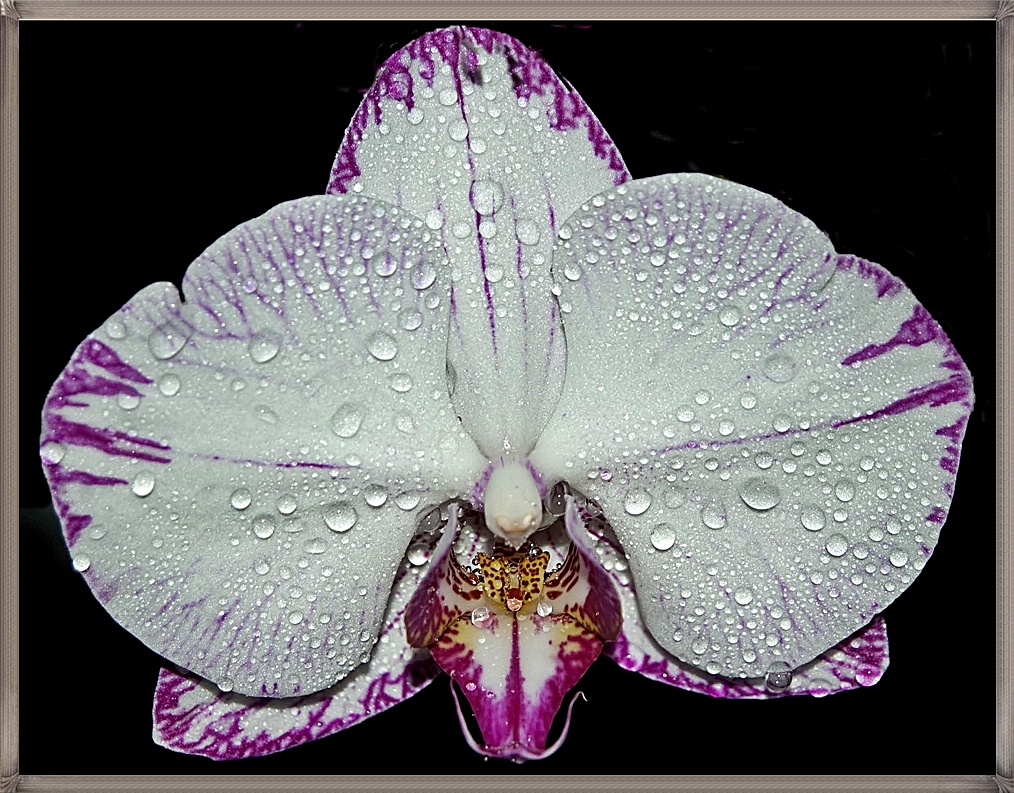 Orchidee