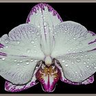 Orchidee