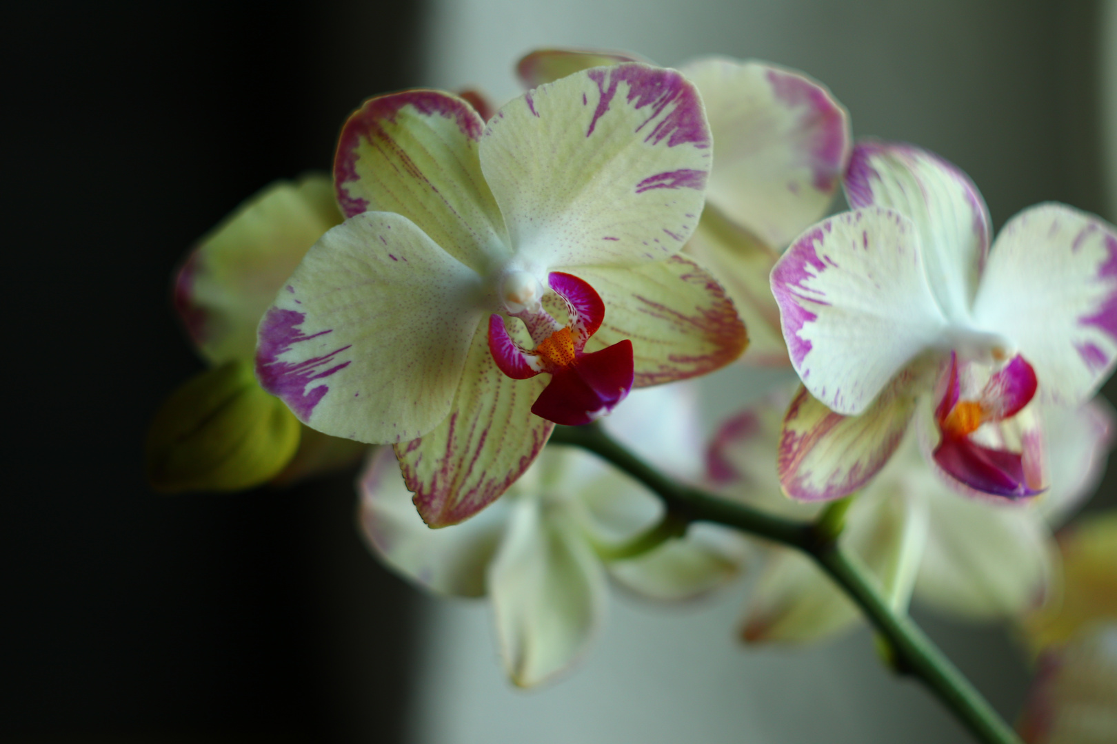 Orchidee