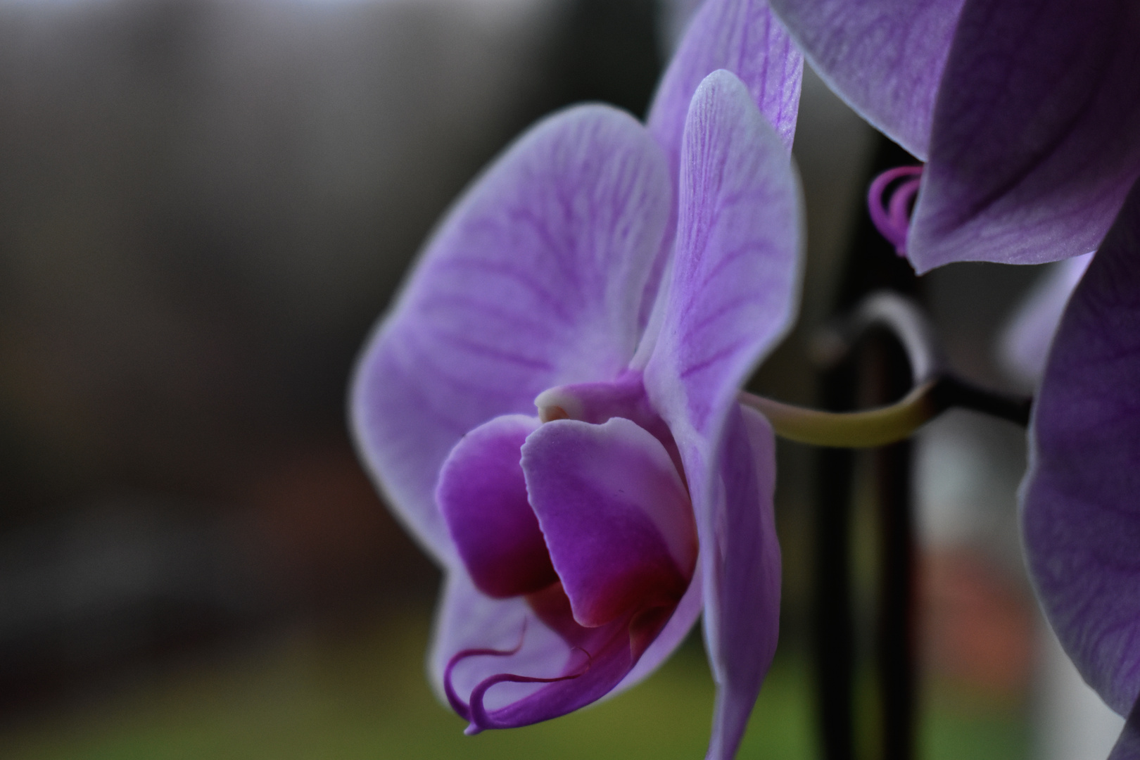 Orchidee