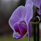 Orchidee