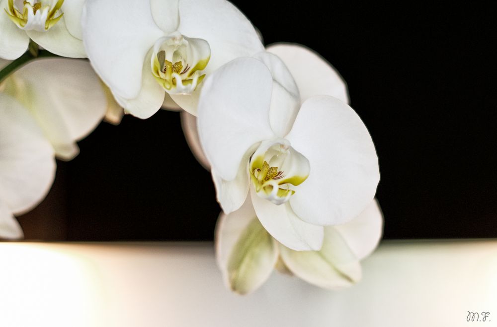 Orchidee