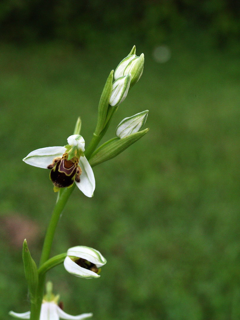 Orchidée abeille