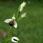 Orchidée abeille