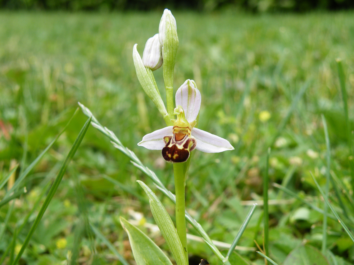 orchidée abeille