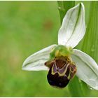 Orchidée abeille blanche -- Ophrys apifera 