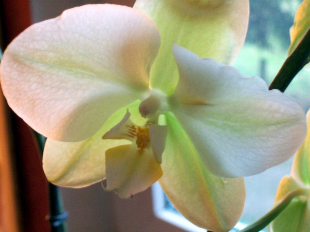 orchidee--aber nicht meine ;-)