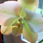orchidee--aber nicht meine ;-)