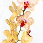 Orchidee