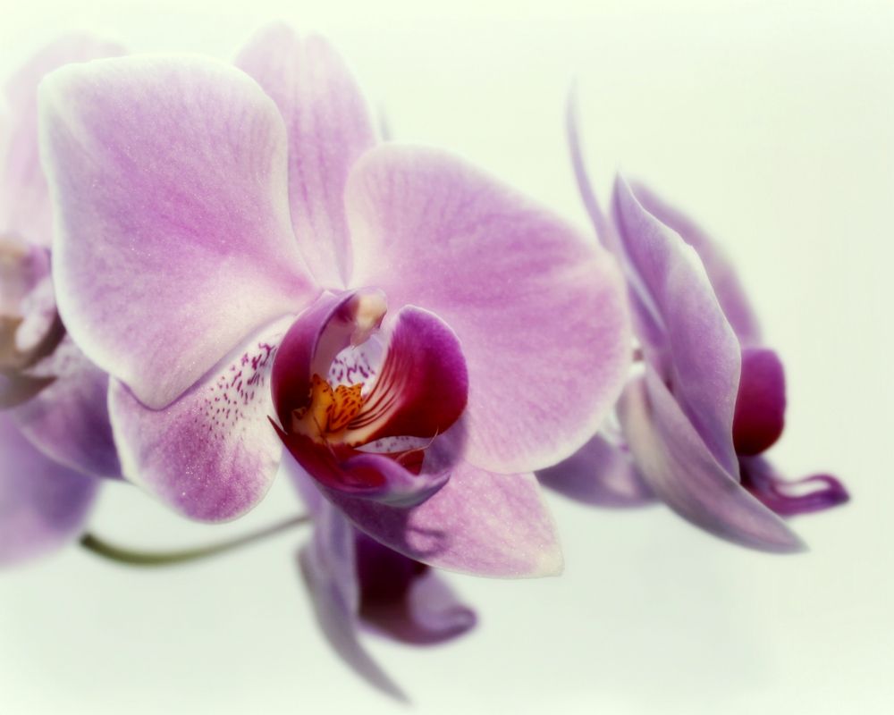 -Orchidee- von Maria Pitacas 