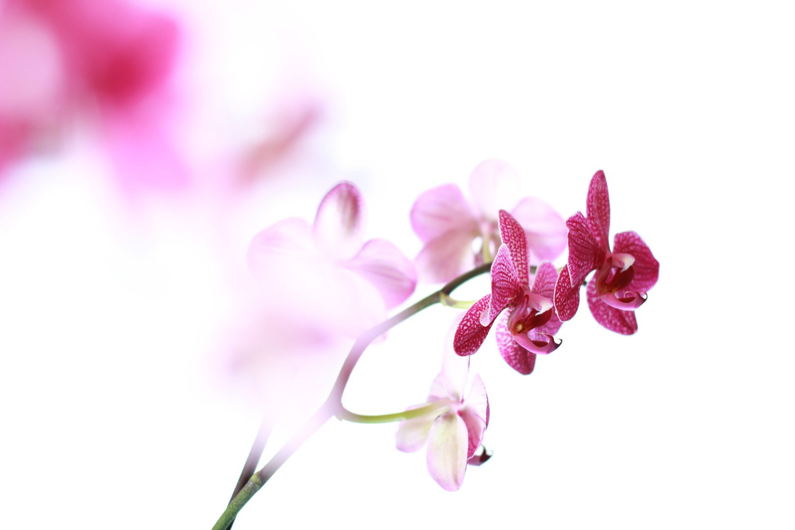 Orchidee