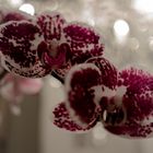 Orchidee