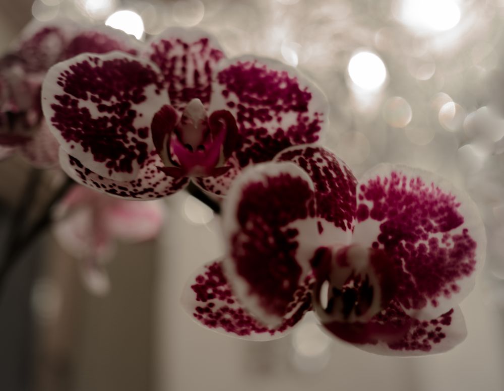 Orchidee