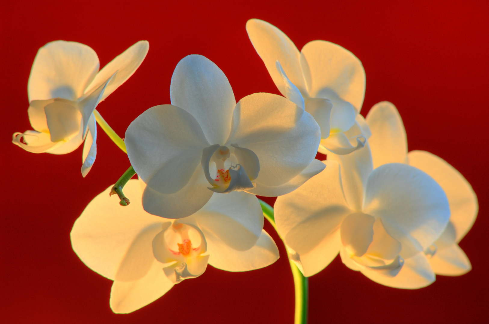 Orchidee