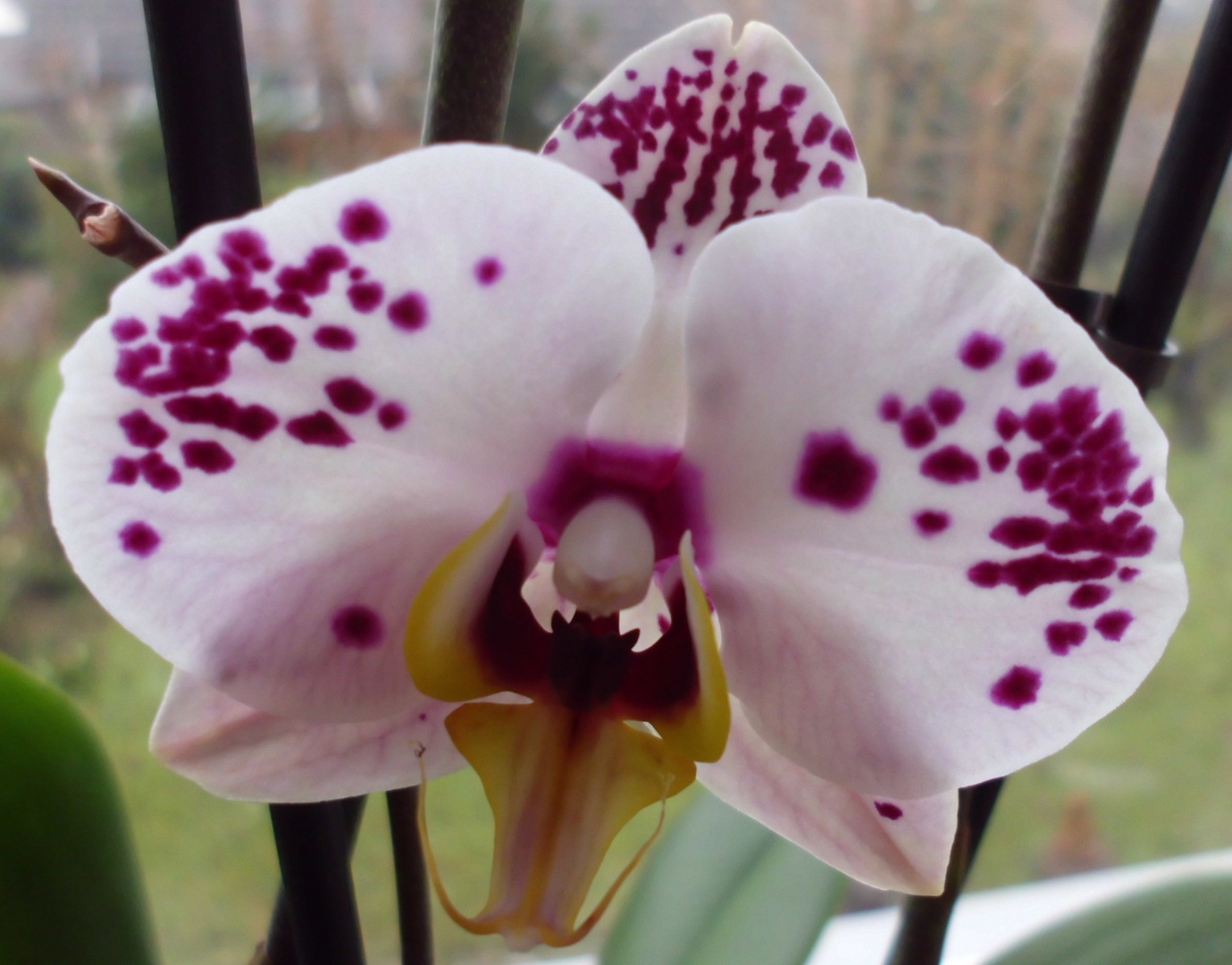 Orchidee