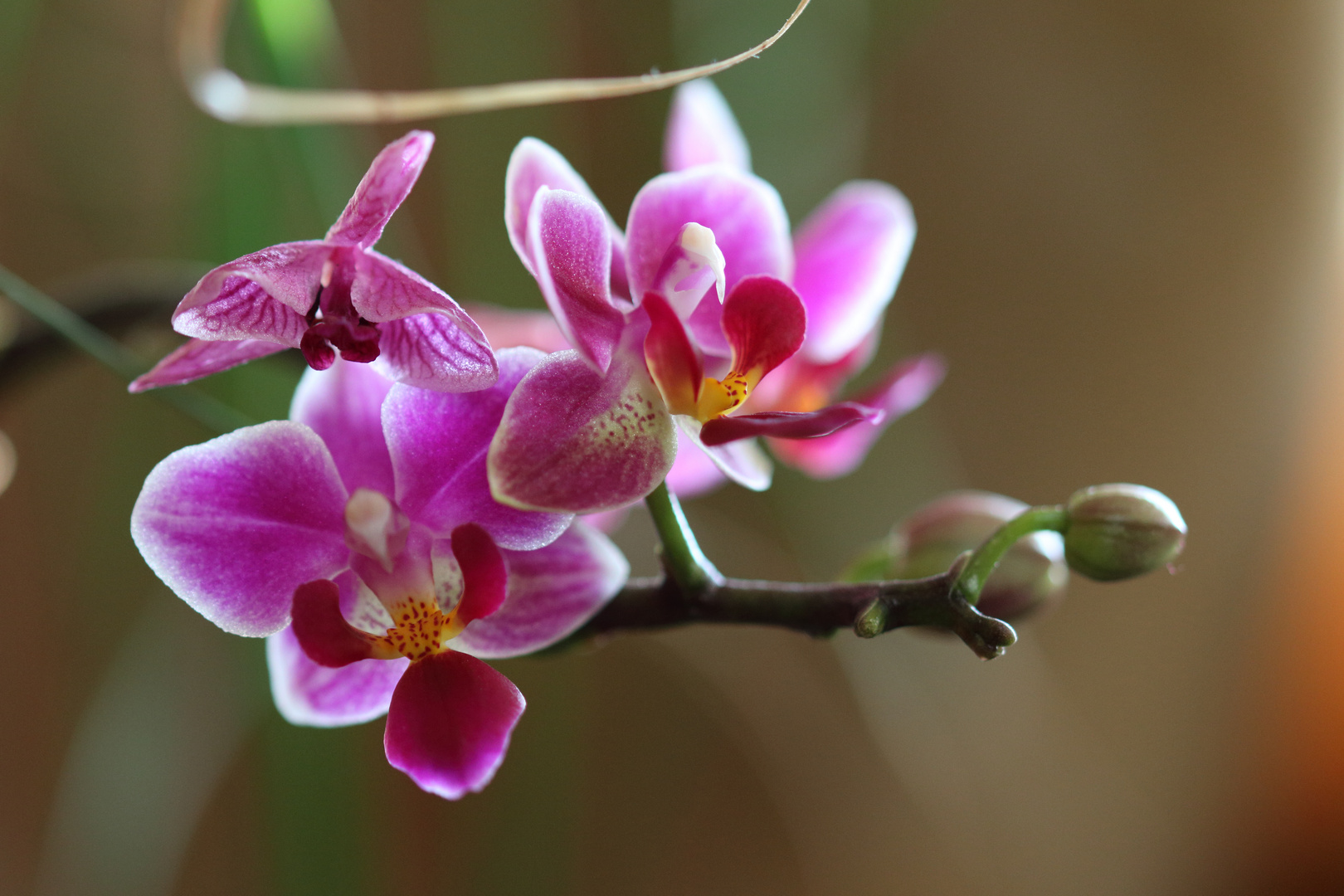 Orchidee