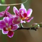 Orchidee