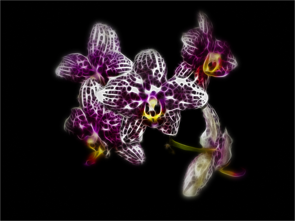 Orchidee