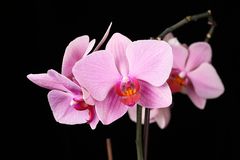 Orchidee