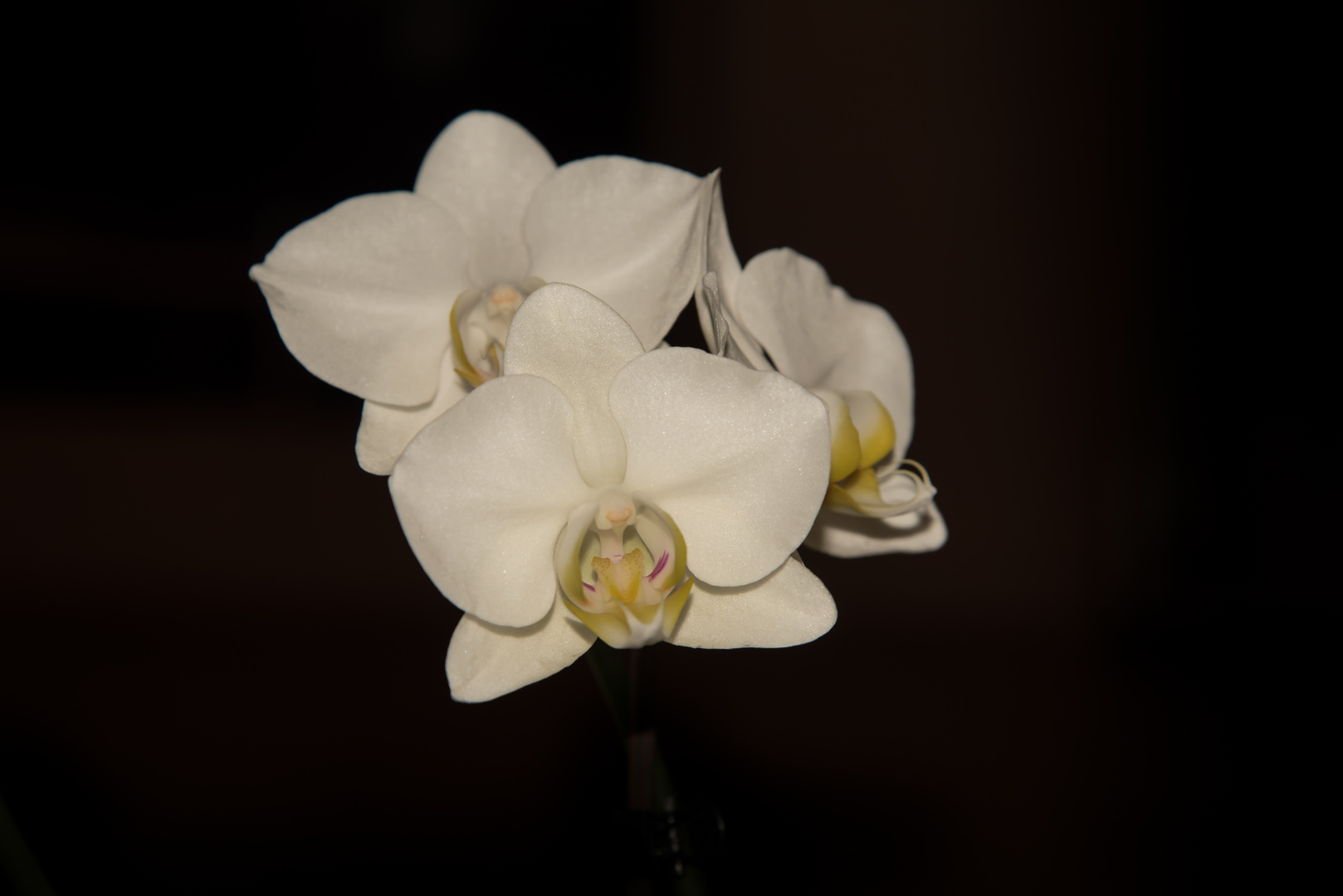 Orchidee