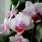 Orchidee