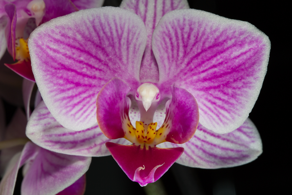 Orchidee