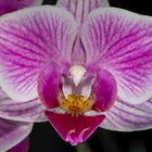 Orchidee