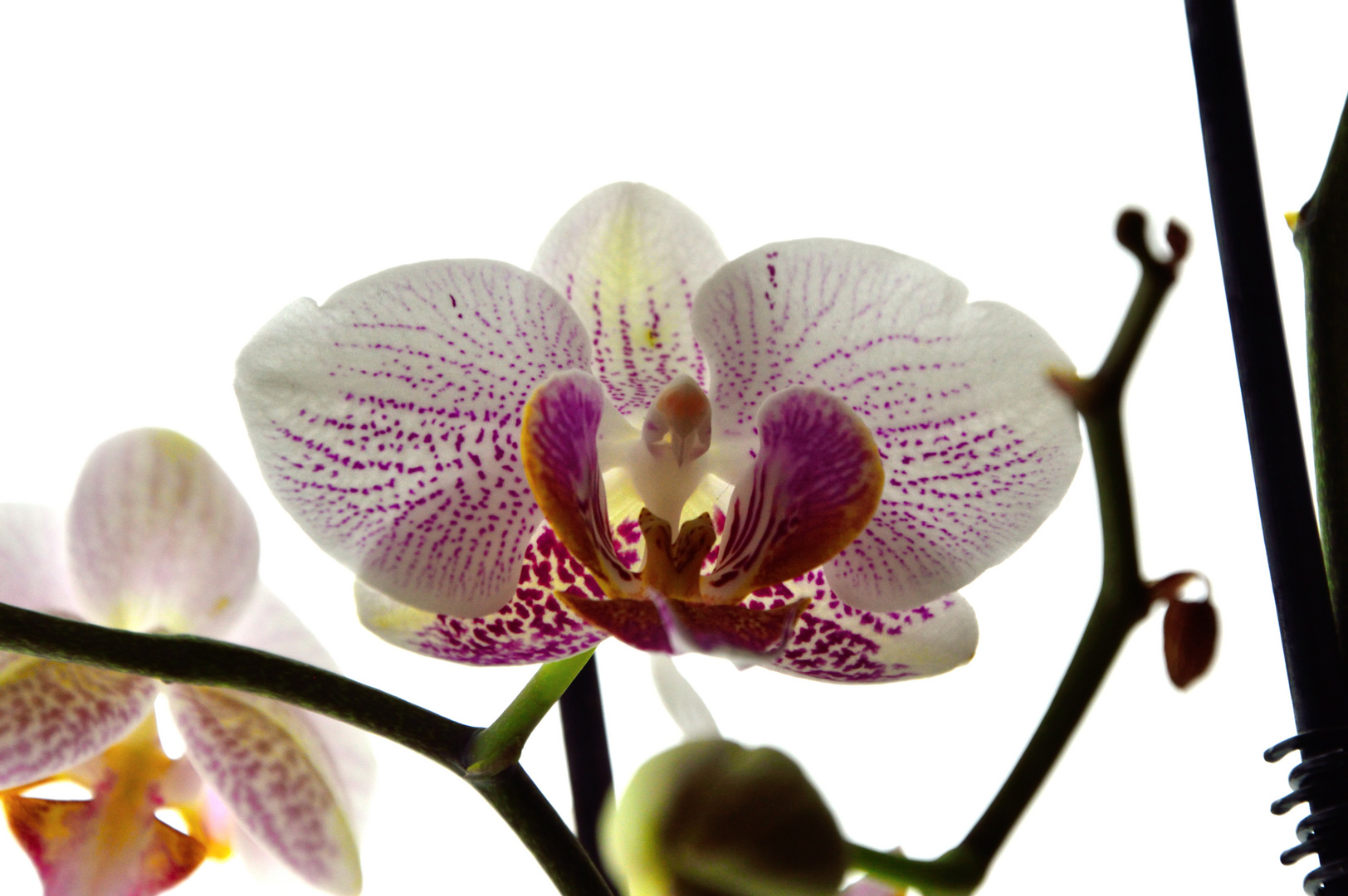 Orchidee