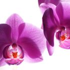 Orchidee