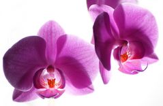 Orchidee