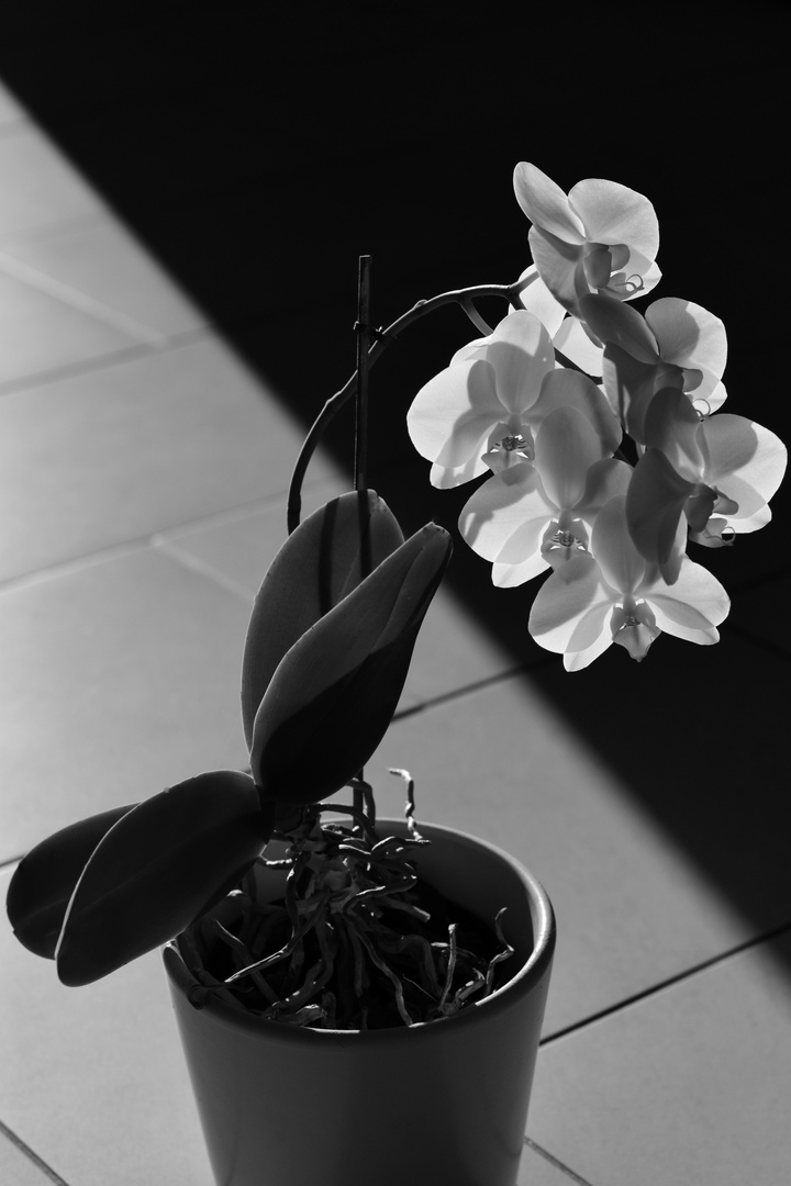 Orchidee 