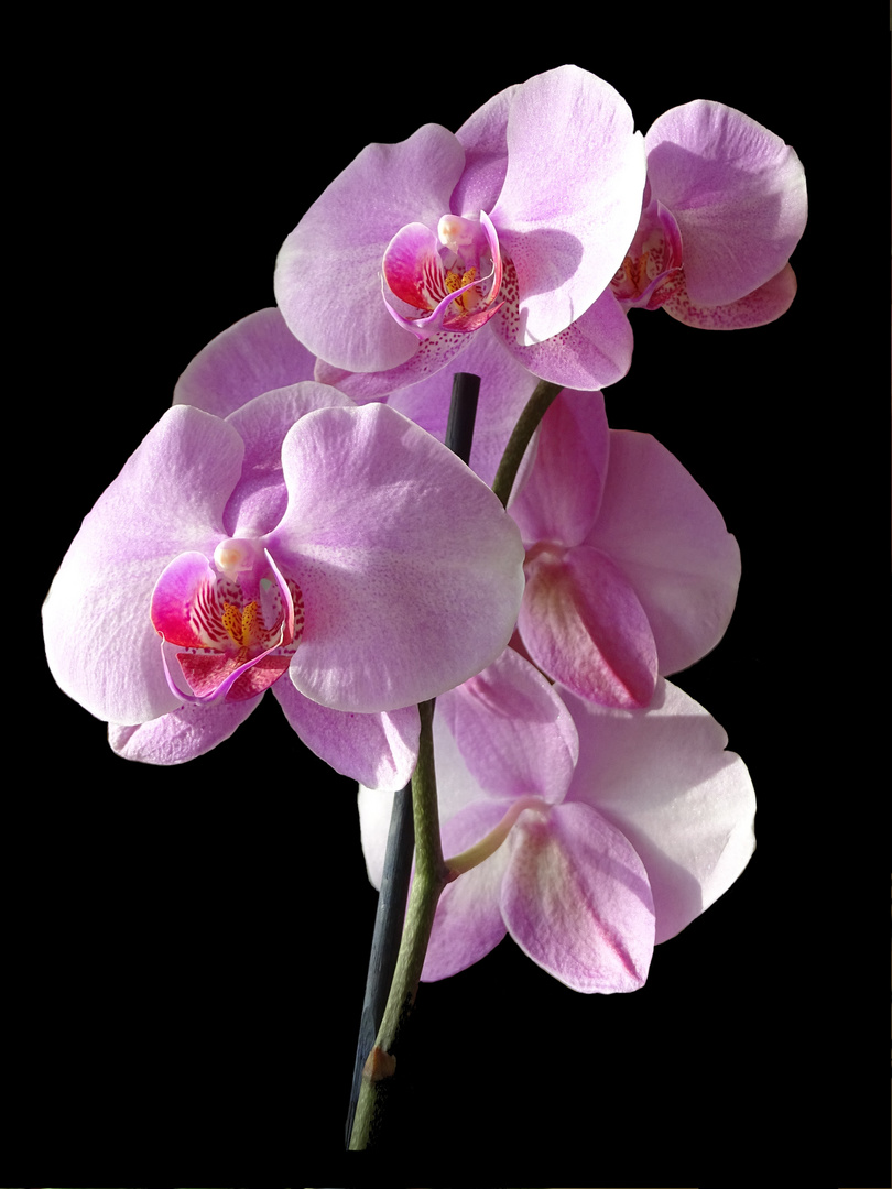 Orchidee als Mittwochsblümchen