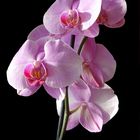 Orchidee als Mittwochsblümchen