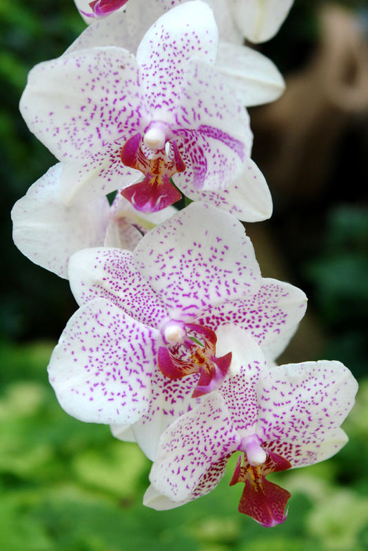 Orchidee am Bodensee auf der Mainau...