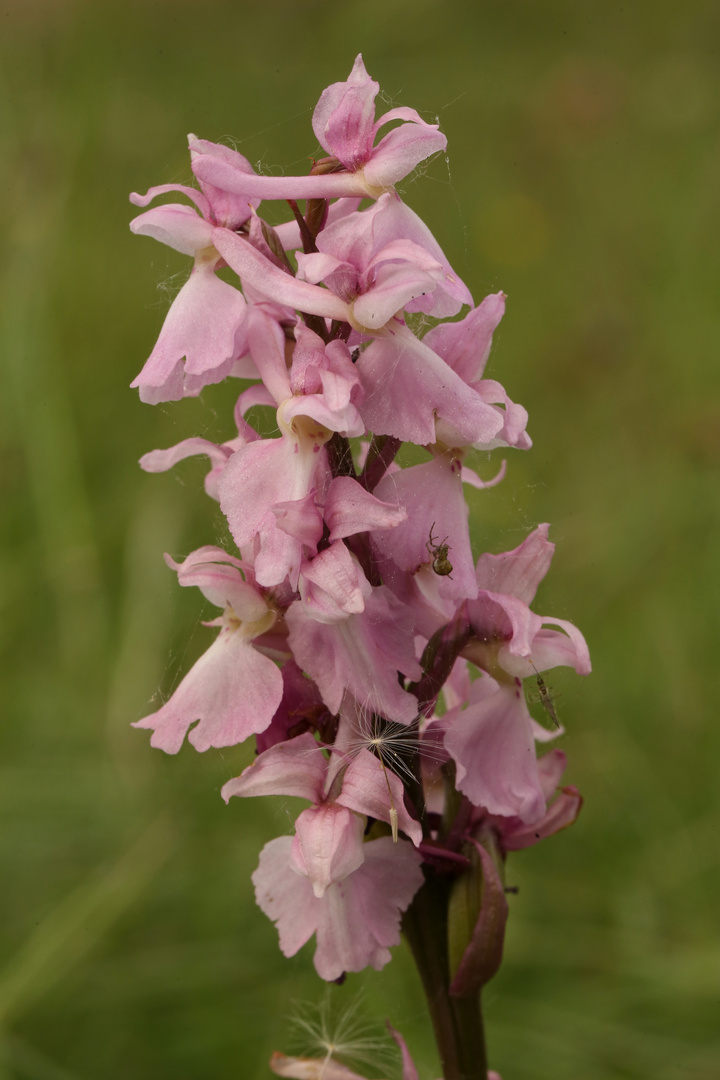 Orchidee am Ettringer Bellerberg (2017_05_18_EOS  6D_2449_ji)