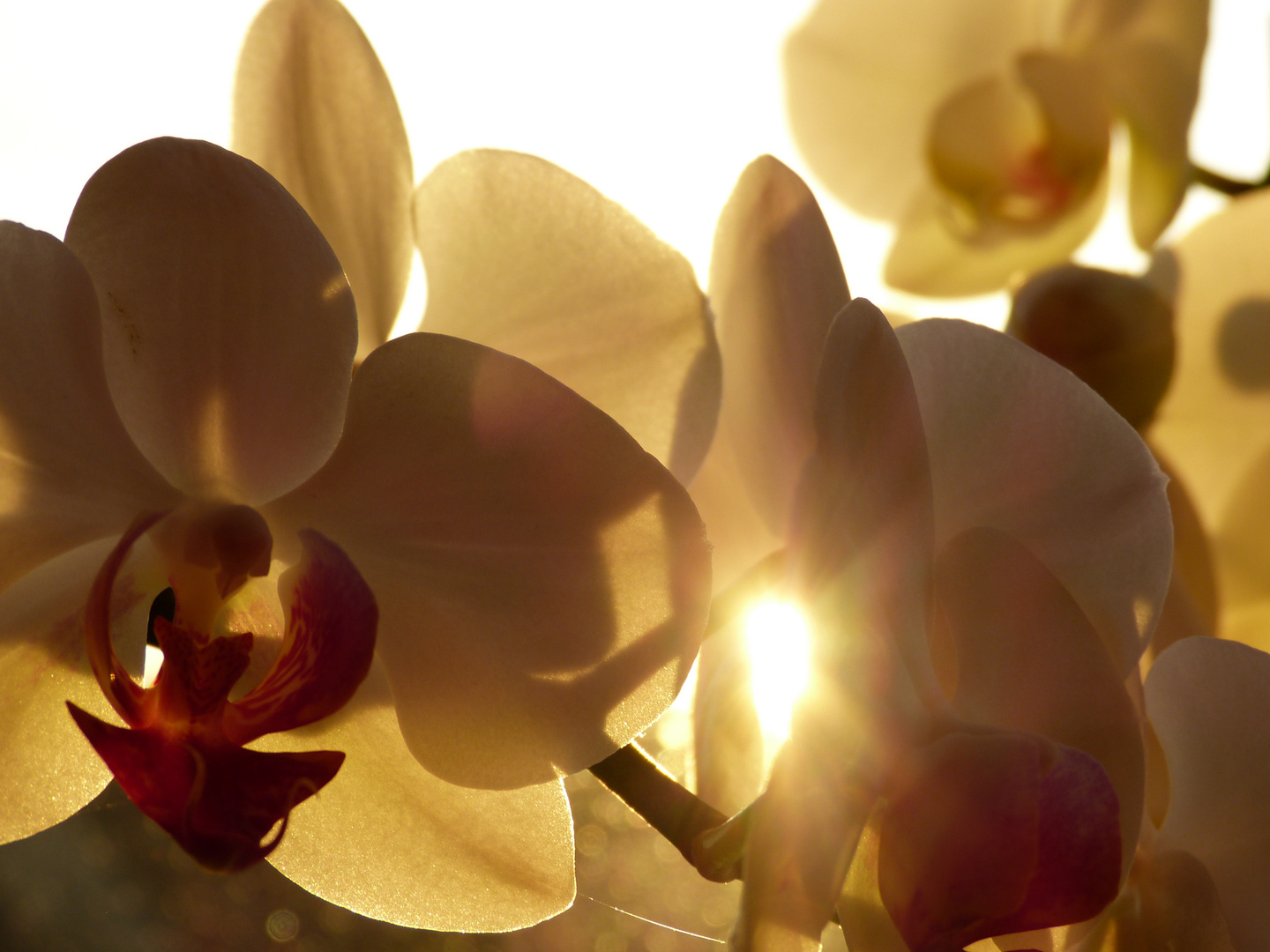 Orchidee am Fenster